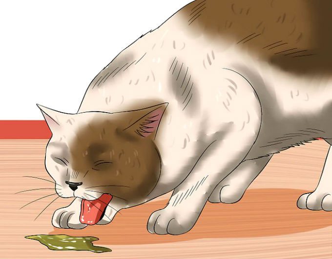 Рвота у кошки - причины и лечение рвоты едой или пеной у кошек