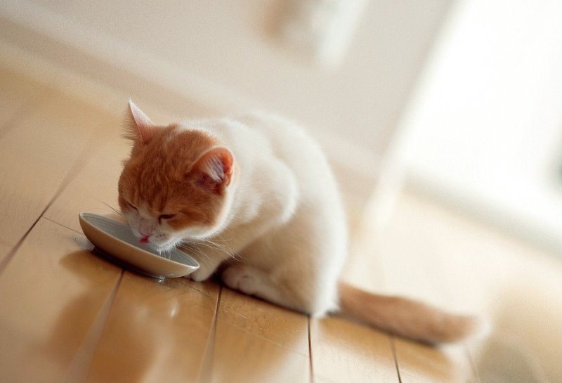 Понос у котенка - что делать и как лечить диарею у котенка в домашних  условиях