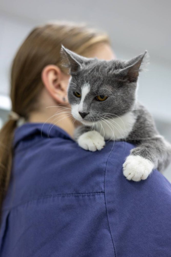 Коронавирус у котят: симптомы, лечение, профилактика