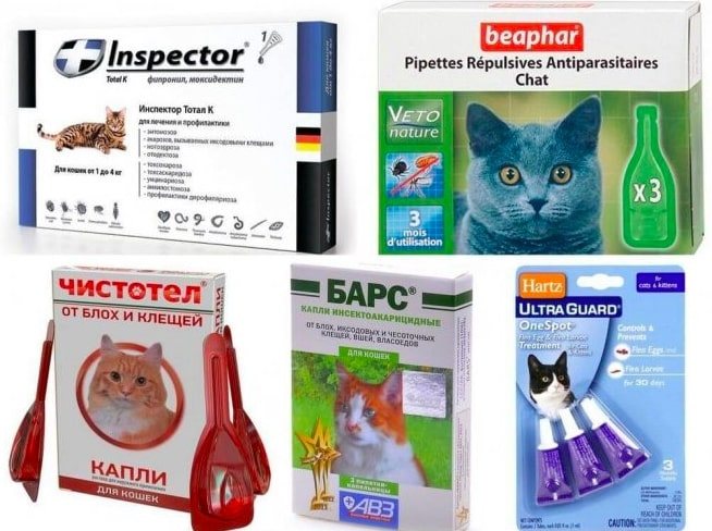 Кальцивироз - опасное заболевание для кошек | Zoohub