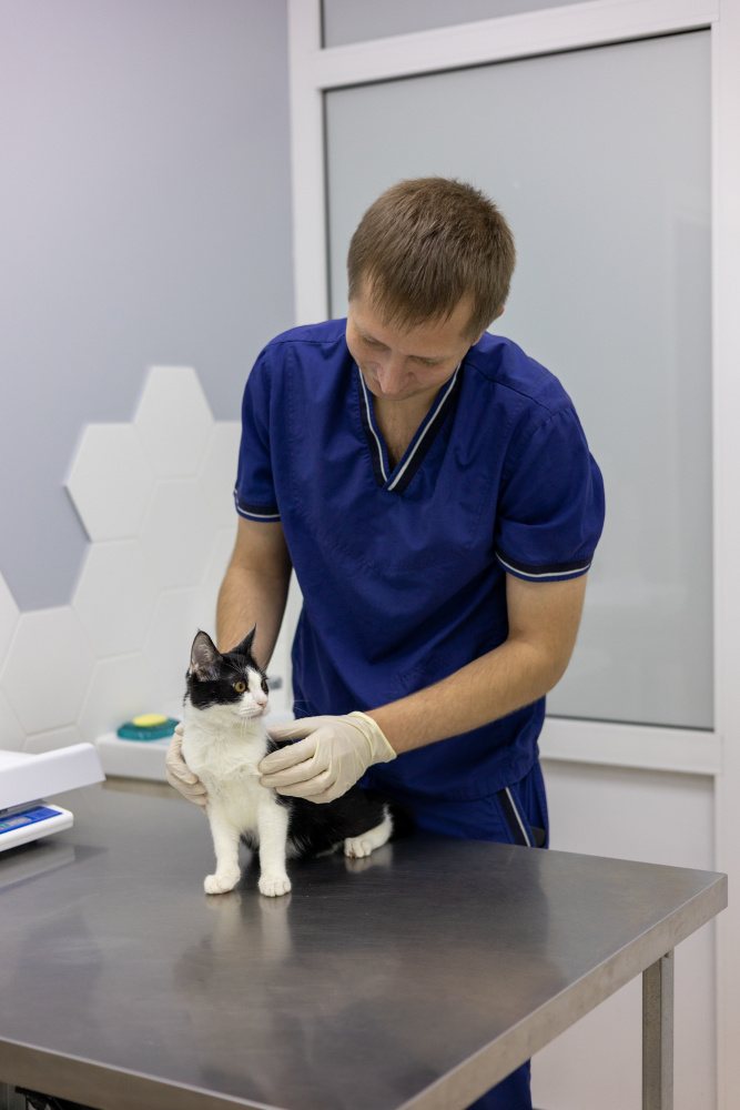 Мастоцитома у кошек - симптомы и лечение, заразна ли для человека