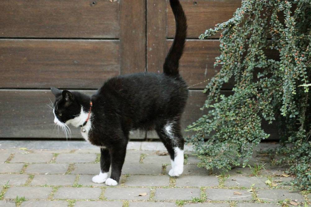 Кот или кошка метит территорию - что делать, как отучить?