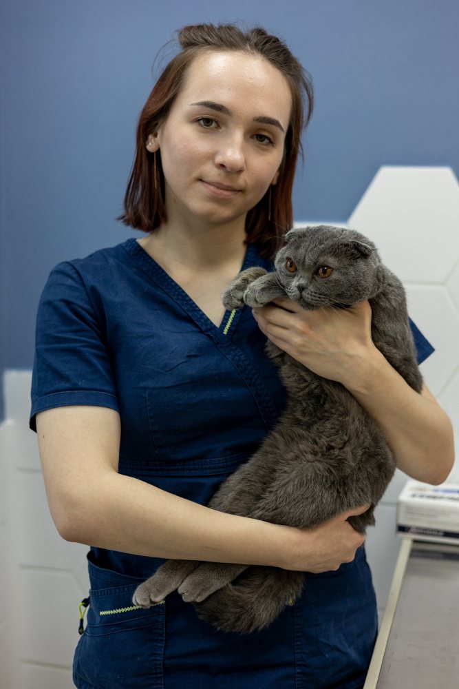 Панлейкопения у кошек 🐱 симптомы и лечение чумки: анализы, вакцинация