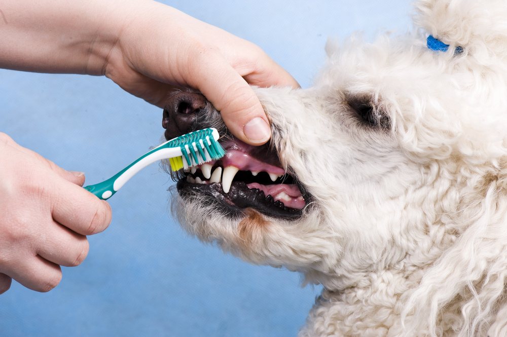 со скольки месяцев можно чистить зубы щенку