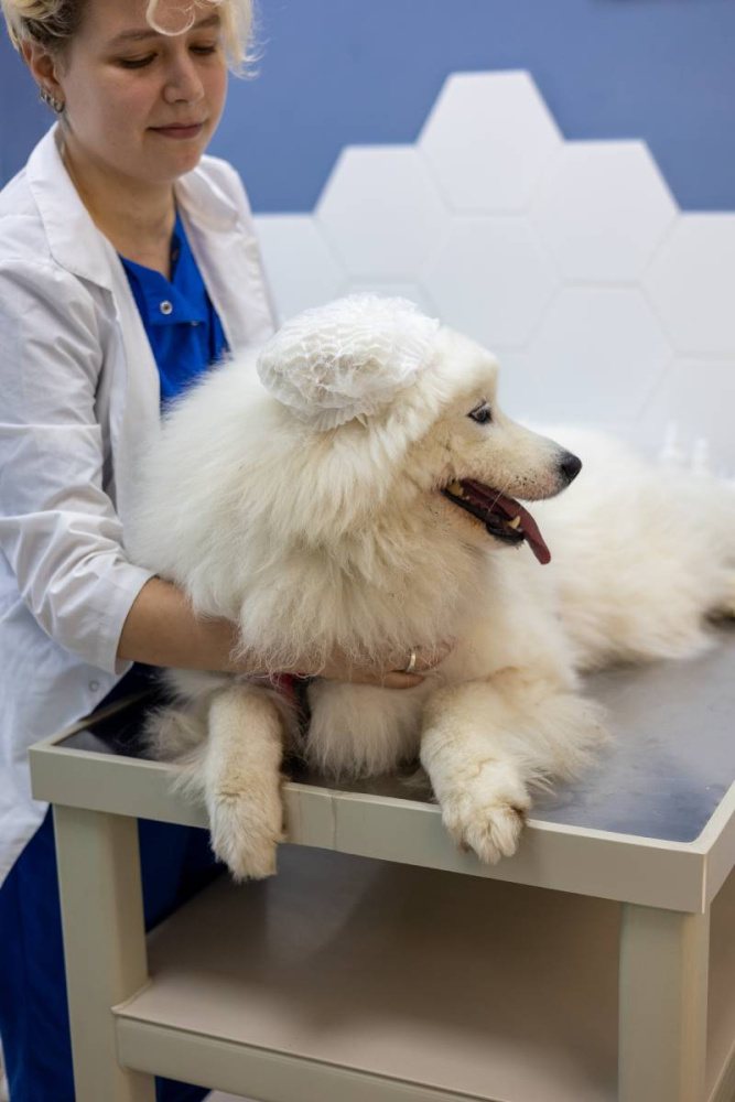 Как лечат аллергию у собаки? - отвечает ветврач