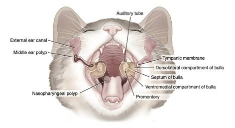 Назофарингеальные полипы у кошек