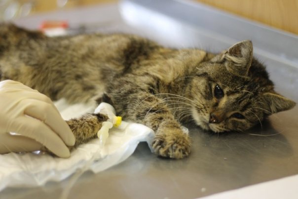 Вирусный лейкоз кошек 🐱 симптомы и лечение лейкемии крови