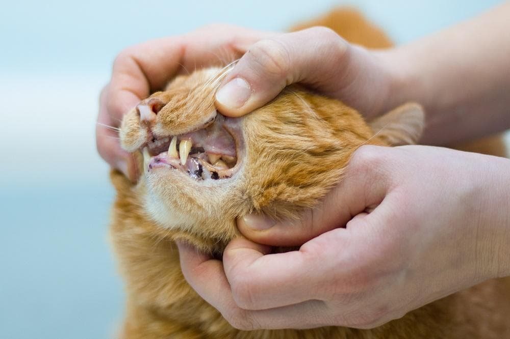 Какие симптомы панкреатита у кошек?