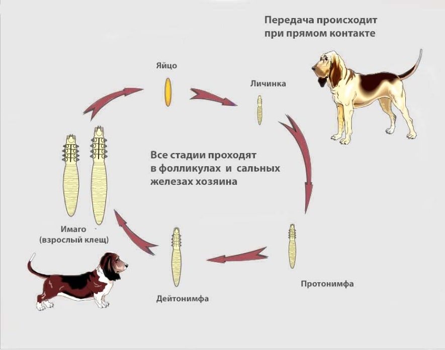 Демодекоз у собак - симптомы и лечение