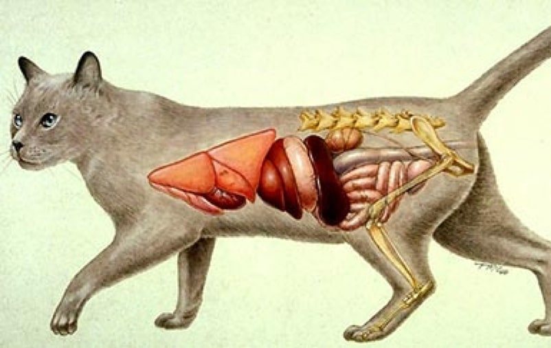 Вирусный перитонит кошек 🐱 симптомы и лечение в клинике «Джунгли»
