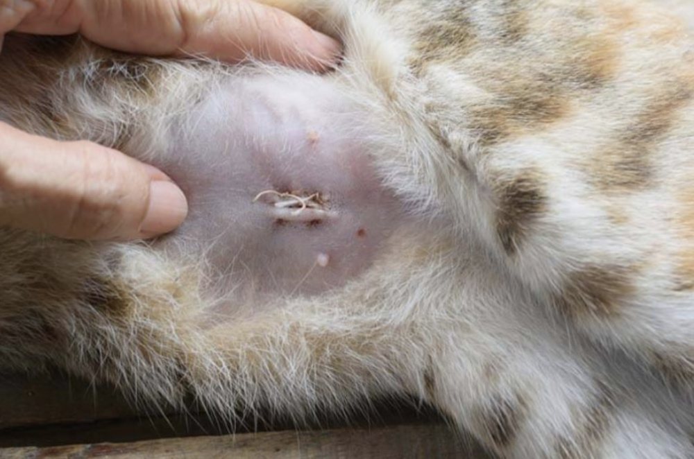 шрам у кошки после стерилизации