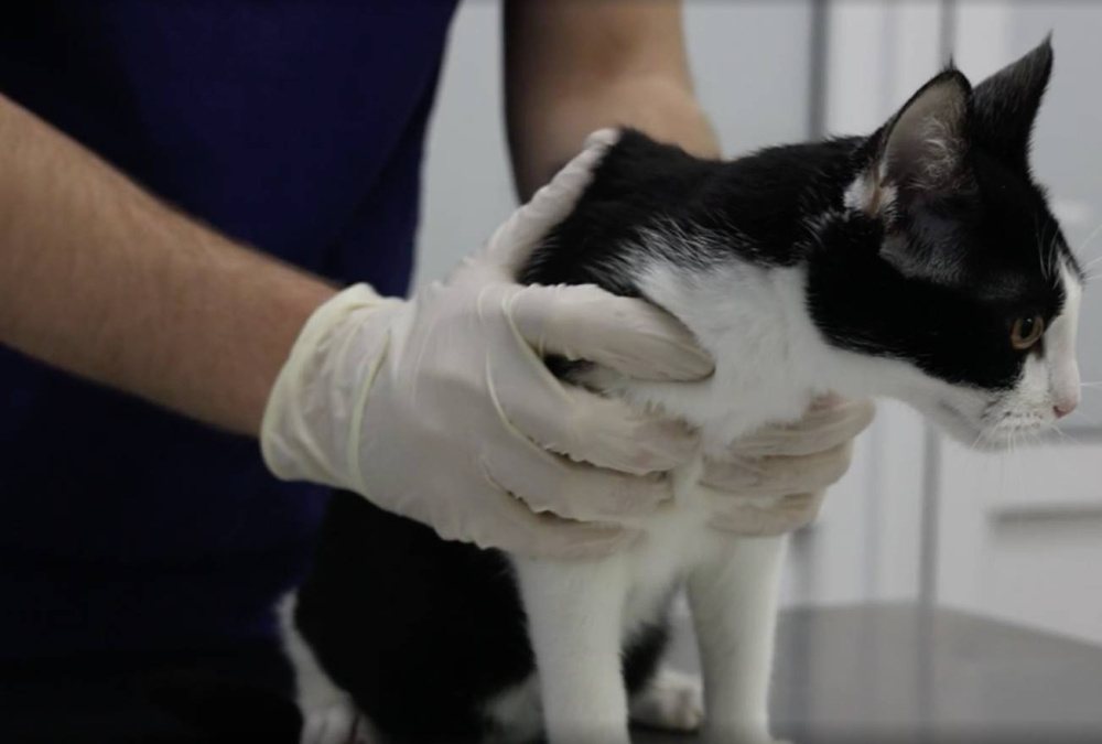 Судороги у кошек - симптомы лечение и причины
