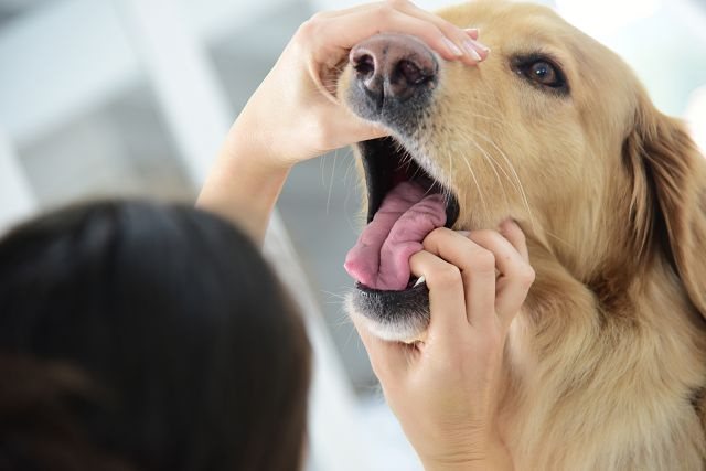 Кариес у собак - признаки, симптомы и лечение
