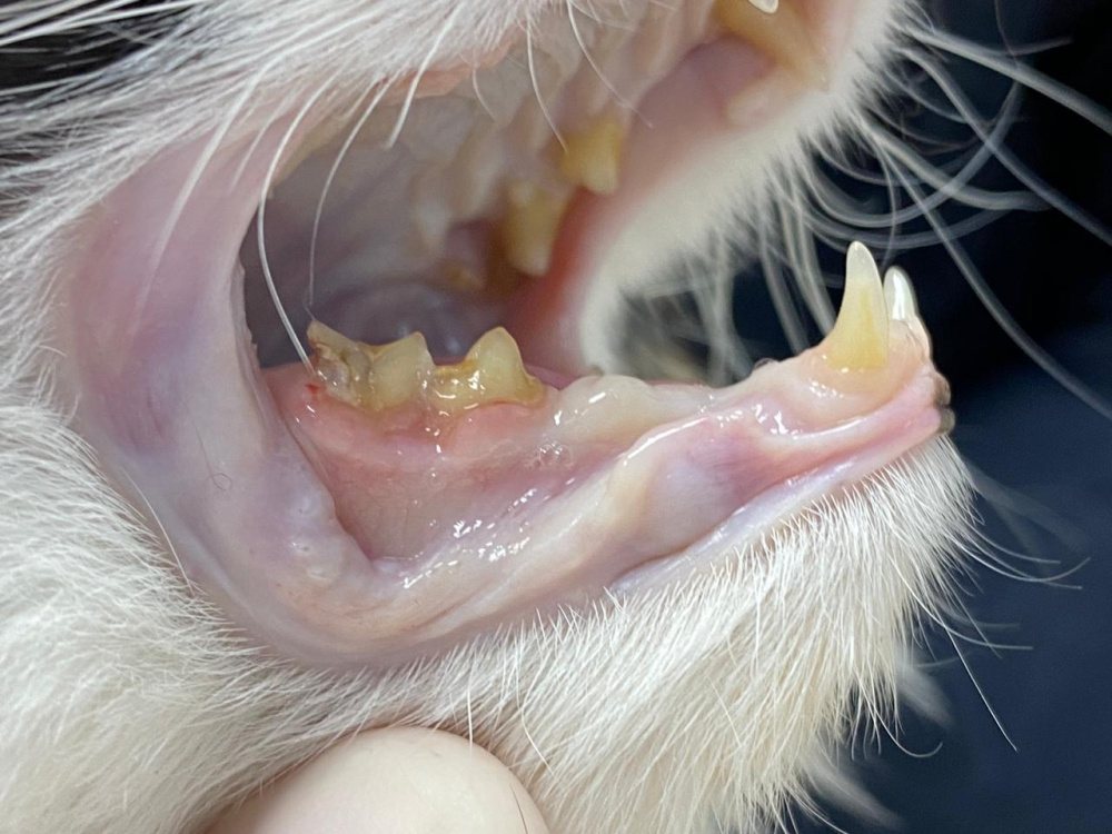 Стоматит у кошек - лечение, фото, причины и обзор эффективных препаратов