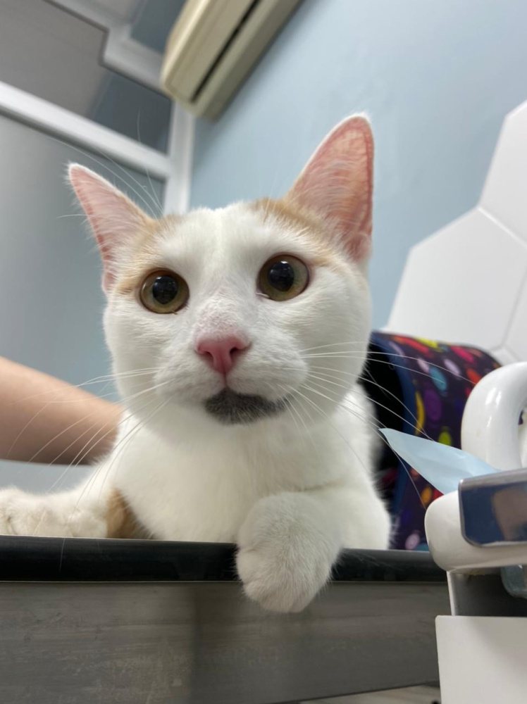 Стоматит у кошек - лечение, фото, причины и обзор эффективных препаратов