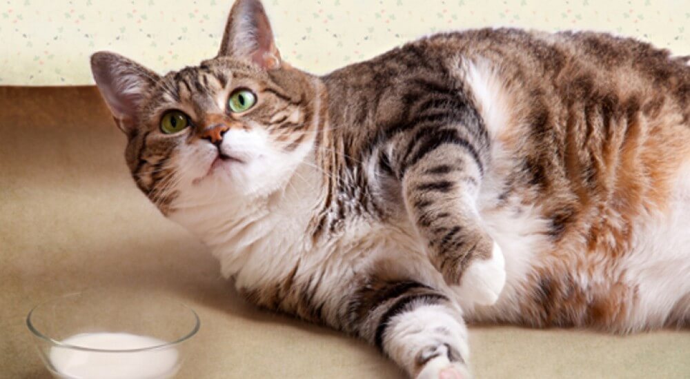 Ожирение у кошек: степени, причины, лечение и рекомендуемые диеты