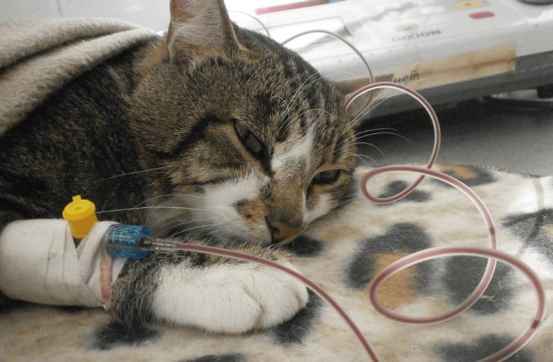 Переливание крови у кошек: показания, процедура, преимущества