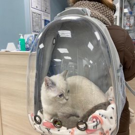 Фото нашего четвероногого посетителя 11