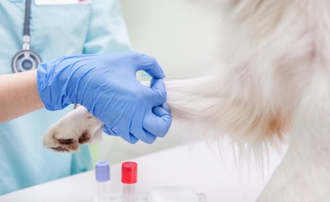 Общий анализ крови у собак
