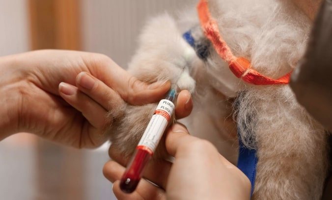 Общий анализ крови у собак 🐶 сдать в Москве, цены в клинике Джунгли