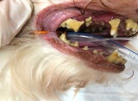 Ультразвуковая чистка зубов собаке
