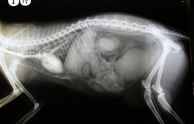 Рентген желудка кошкам, собакам