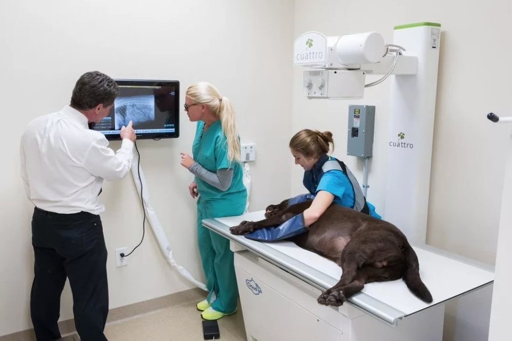 Как подготовить животное к рентгену
