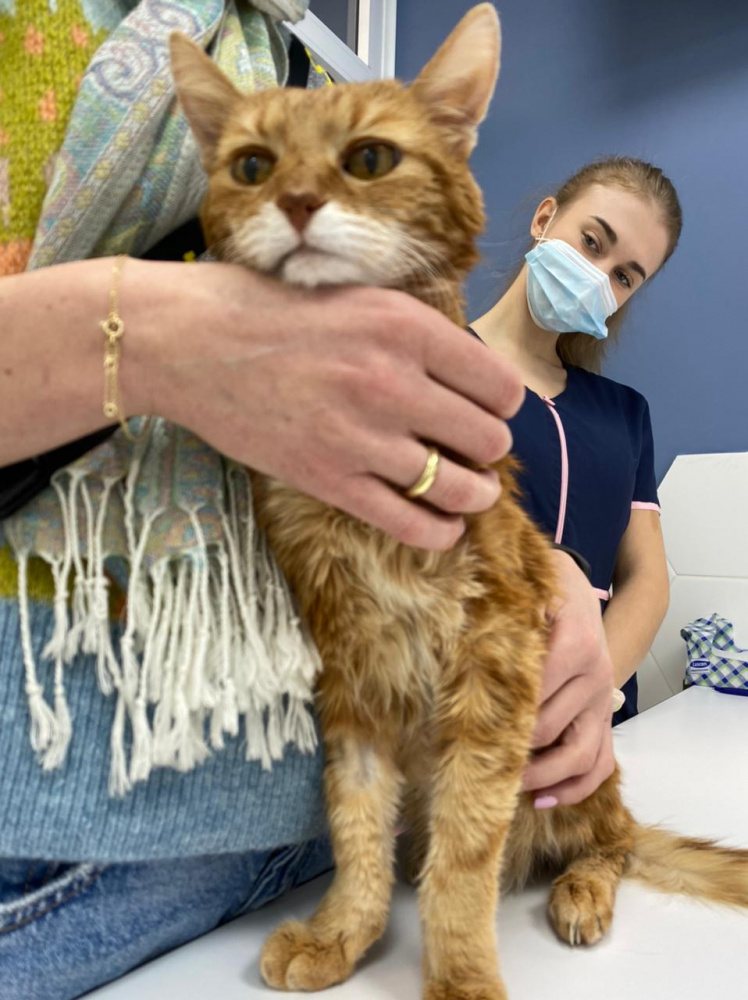 Сделать прививку кошке 🐱 в Москве - цена вакцинации кошек в клинике  «Джунгли»