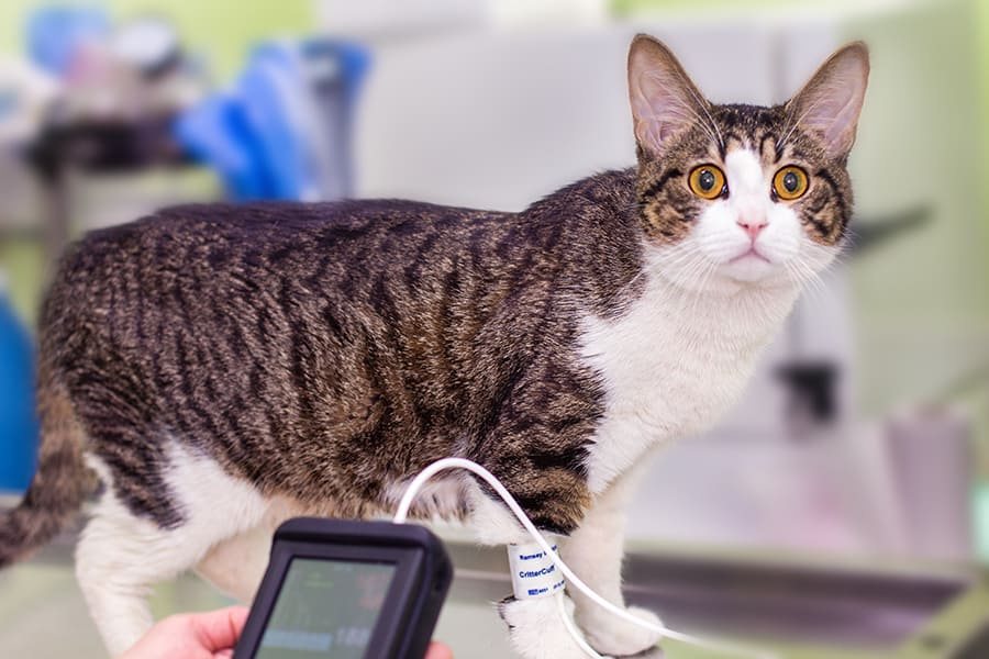 Спазмолитики для кошек – какие обезболивающие применять?