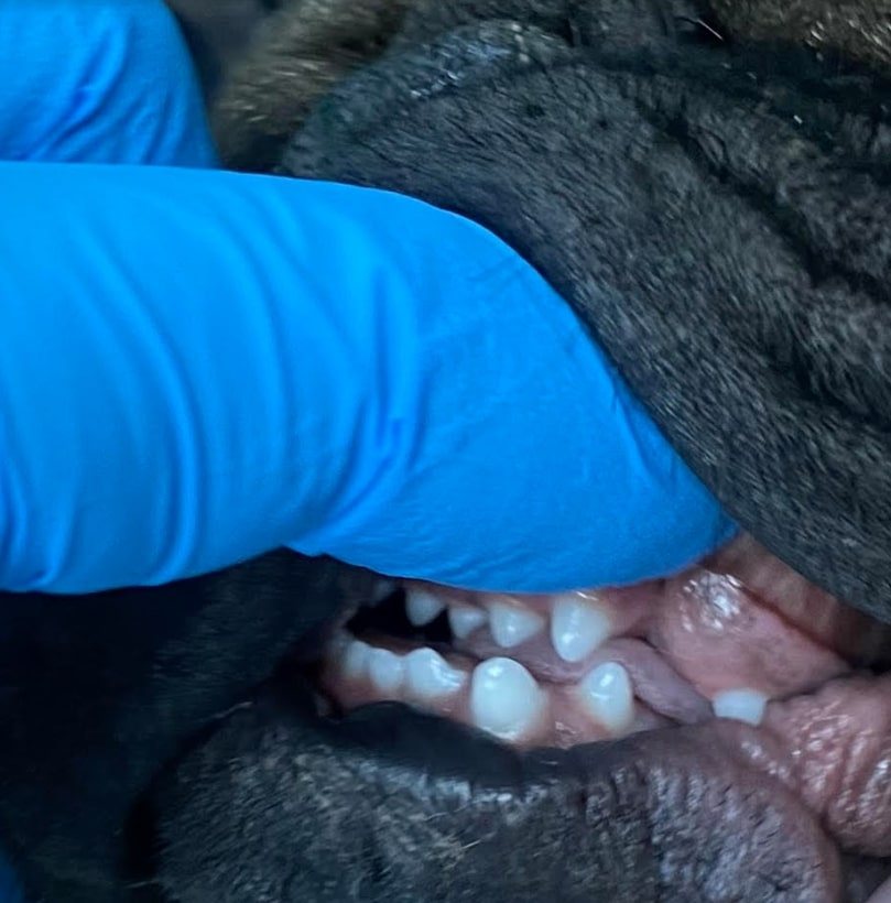 Ортодонтия - исправление прикуса у животных