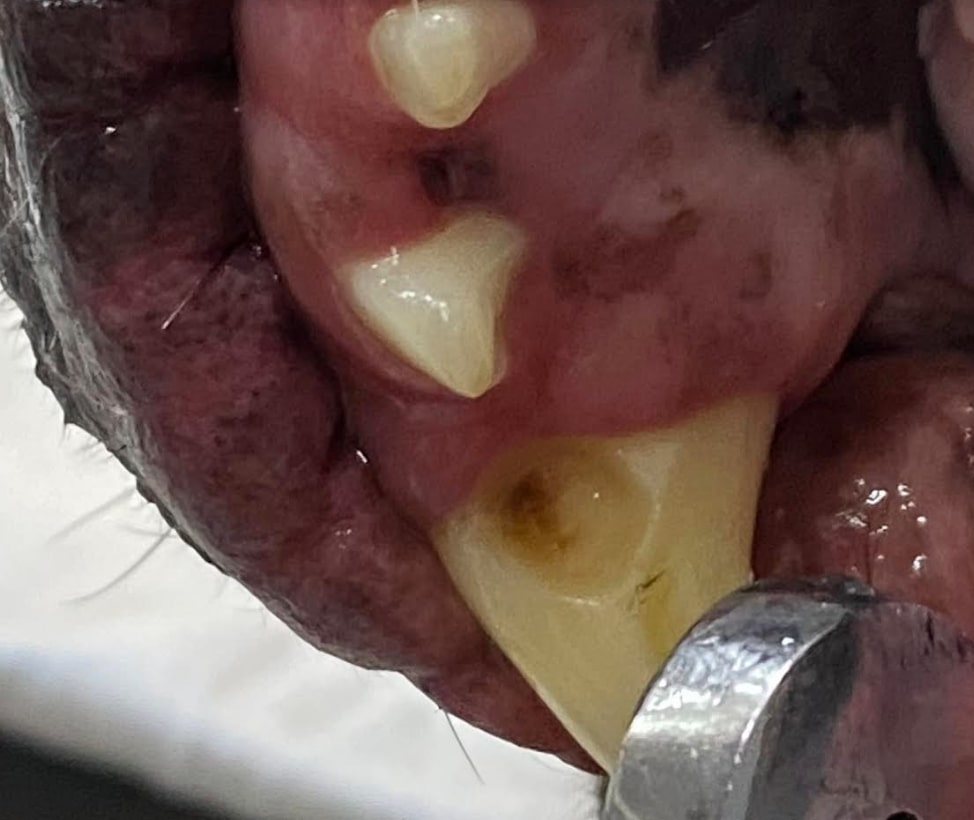 Ортодонтия - исправление прикуса у животных