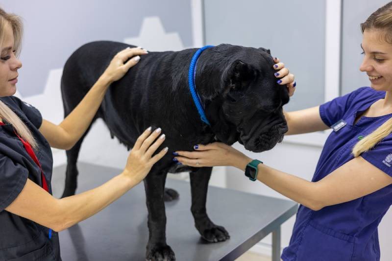 Удаление молочной железы (мастэктомия) у собаки - цены в Москве, ветклиника  «Джунгли»