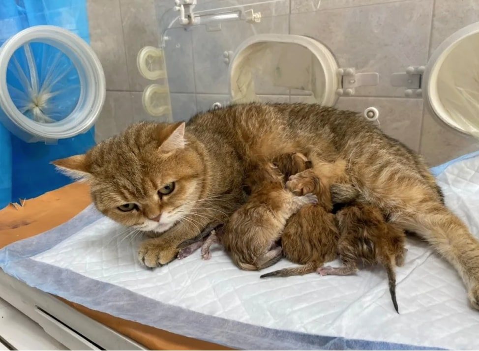 Кесарево сечение у кошек - стоимость операции в ветклинике «Джунгли»