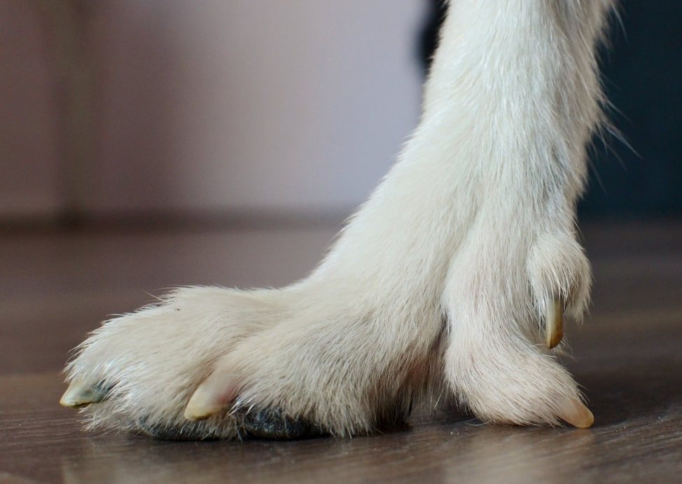 Удаление прибылых пальцев у собак - цена ампутации рудиментарных фаланг