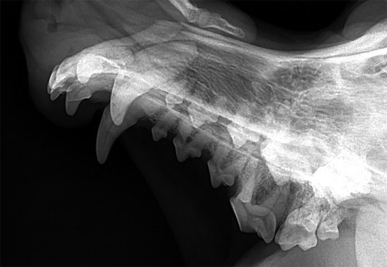 Зачем делать рентген зубов животным? 